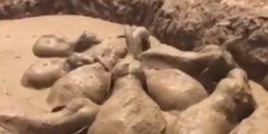 VIDEO. Cambodge : sauvetage de 11 éléphants enlisés dans un cratère de boue
