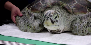 VIDEO. Thaïlande : la tortue avait avalé 915 pièces de monnaie
