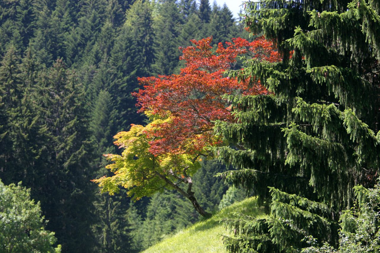 Biodiversité : il existe 60 065 espèces d'arbres sur Terre