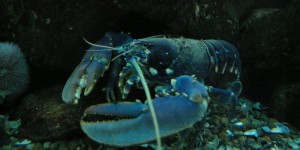 Bretagne : le homard bleu ne sera pas mangé, on lui a trouvé un aquarium