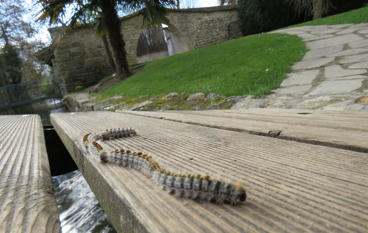 Essonne : c’est la saison des chenilles urticantes qui redémarre