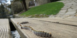Essonne : c’est la saison des chenilles urticantes qui redémarre