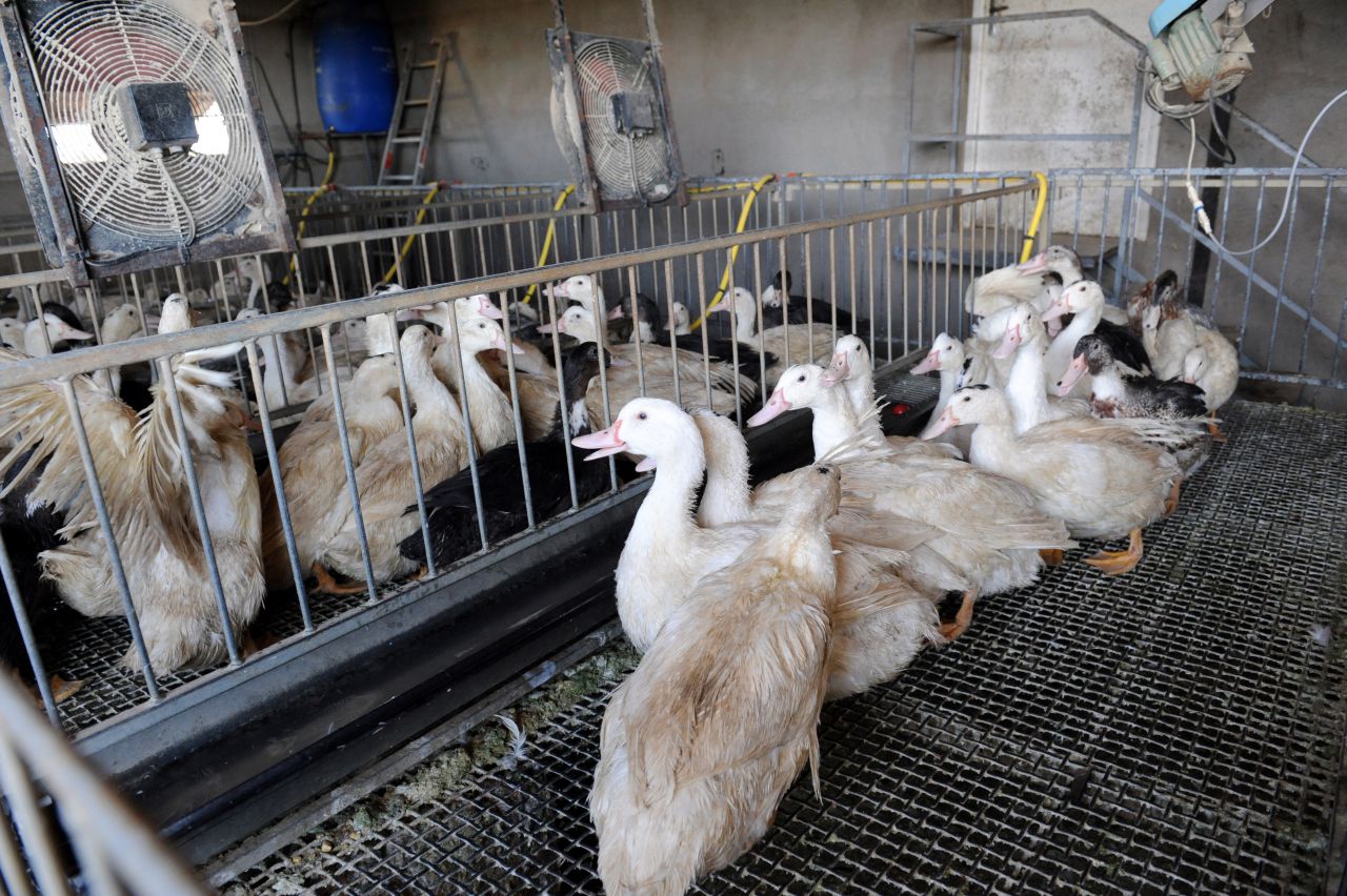 Grippe aviaire : un plan radical de vide sanitaire mis en place dans le Sud-Ouest 