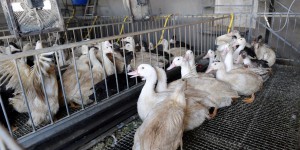 Grippe aviaire : un plan radical de vide sanitaire mis en place dans le Sud-Ouest 