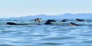 Inquiétante mortalité de baleines à bosse sur la côte atlantique américaine
