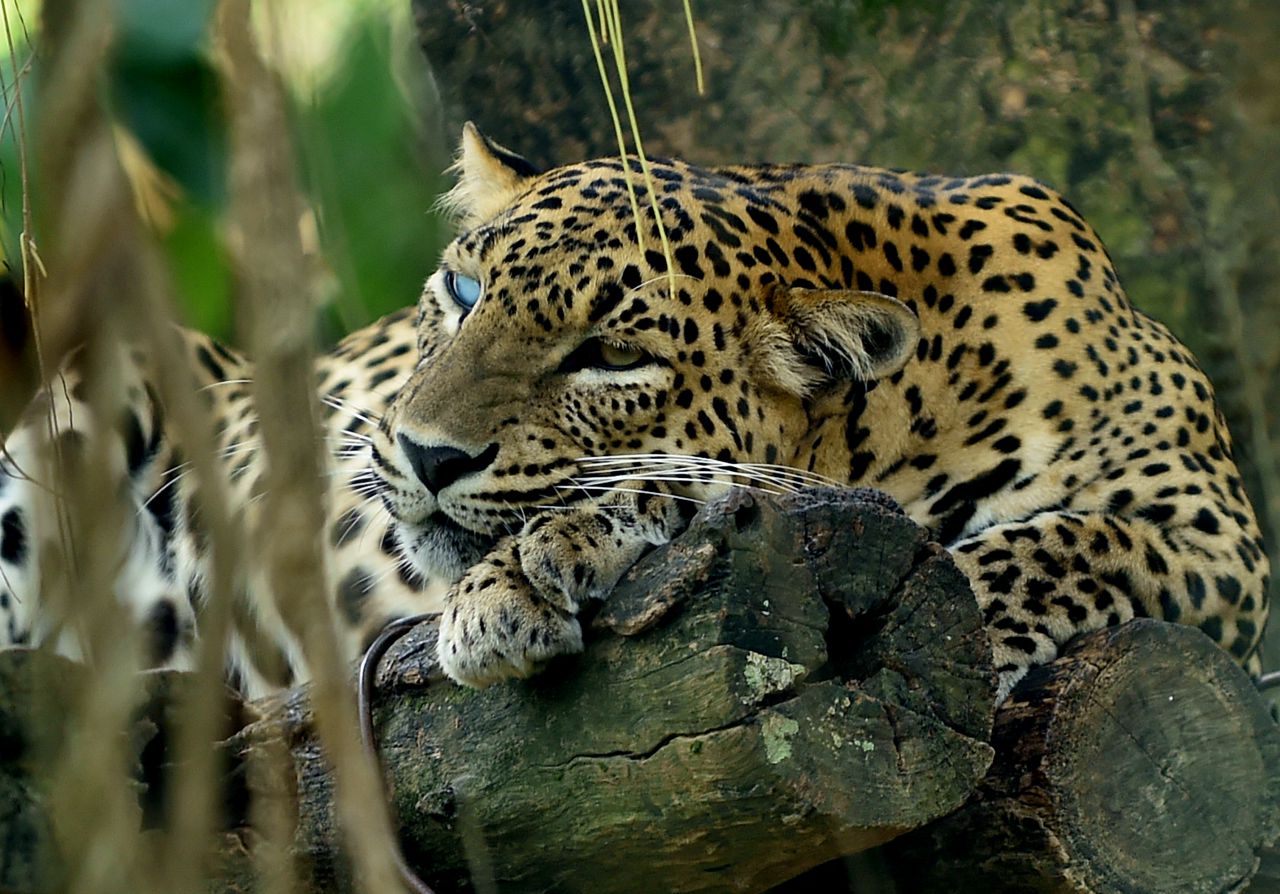 De moins en moins de léopards en Afrique du Sud
