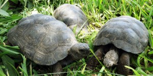 Pérou : destinées à l'Europe, 29 tortues des Galapagos saisies à des trafiquants