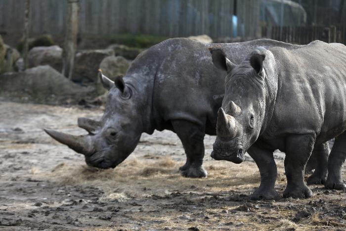 Rhinocéros : la vente de cornes autorisée en Afrique du Sud 