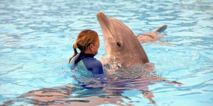 Souffrance animale : va-t-on vers la fin des delphinariums ?
