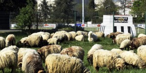 Toulouse : des moutons pour entretenir une zone verte