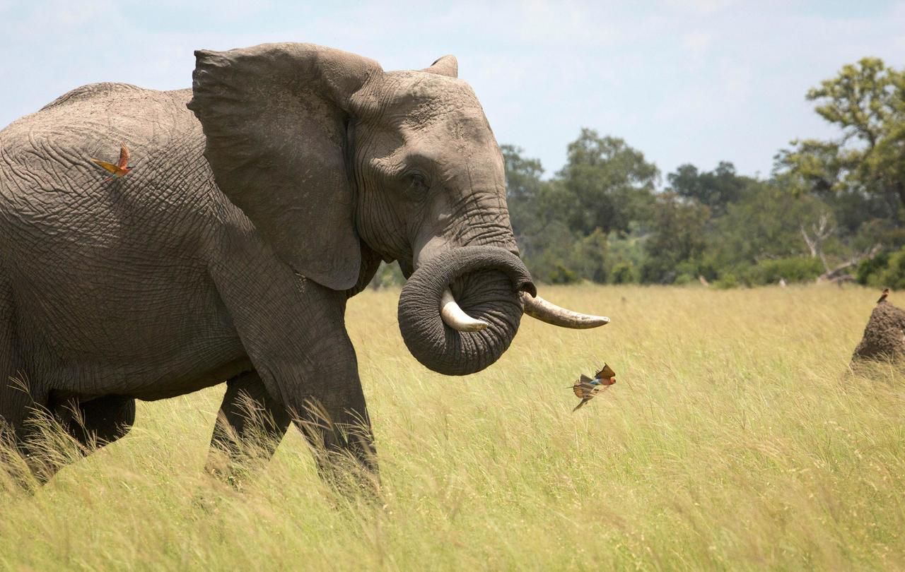 Versailles : deux pattes et deux oreilles d’éléphant découvertes dans un colis postal 