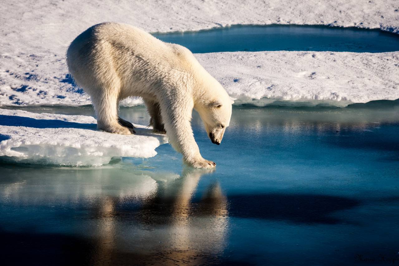 Climat : la toundra en Alaska libère de plus en plus de CO2