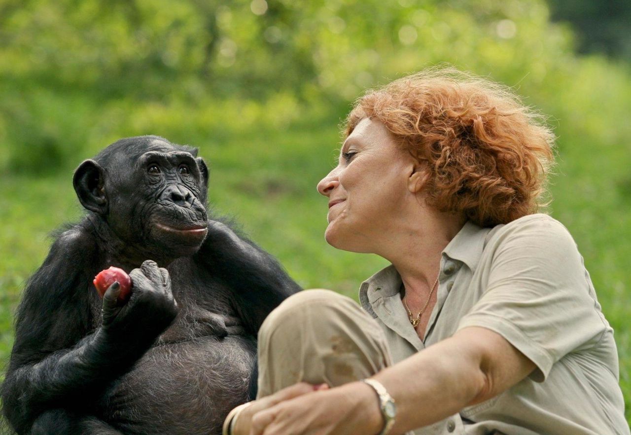 Espèces menacées : le combat de la maman des bonobos