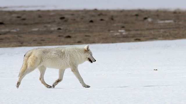 Etats-Unis : à Yellowstone, chasse au braconnier à l'origine de la mort d'une louve blanche