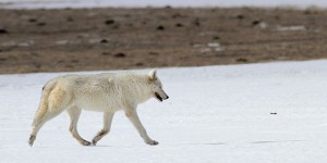 Etats-Unis : à Yellowstone, chasse au braconnier à l'origine de la mort d'une louve blanche