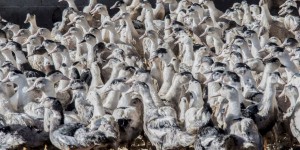 Grippe aviaire : fin du vide sanitaire dans les élevages de canards