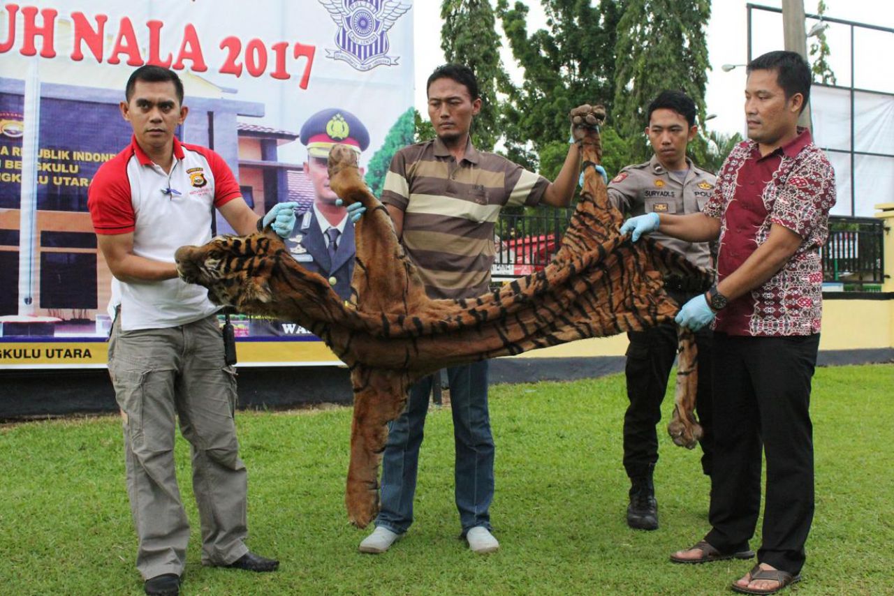 Indonésie : 2 hommes arrêtés pour avoir chassé une espèce de tigre quasi disparue