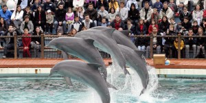 La reproduction des dauphins et des orques en captivité est désormais interdite