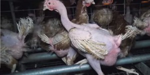 VIDEO. Maltraitance animale : nouveau scandale dans un élevage de poules