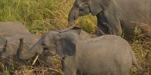 Zimbabwe : un chasseur meurt écrasé par une éléphante