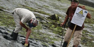 Algues vertes : trop d'hydrogène sulfuré dans la baie de Saint-Brieuc