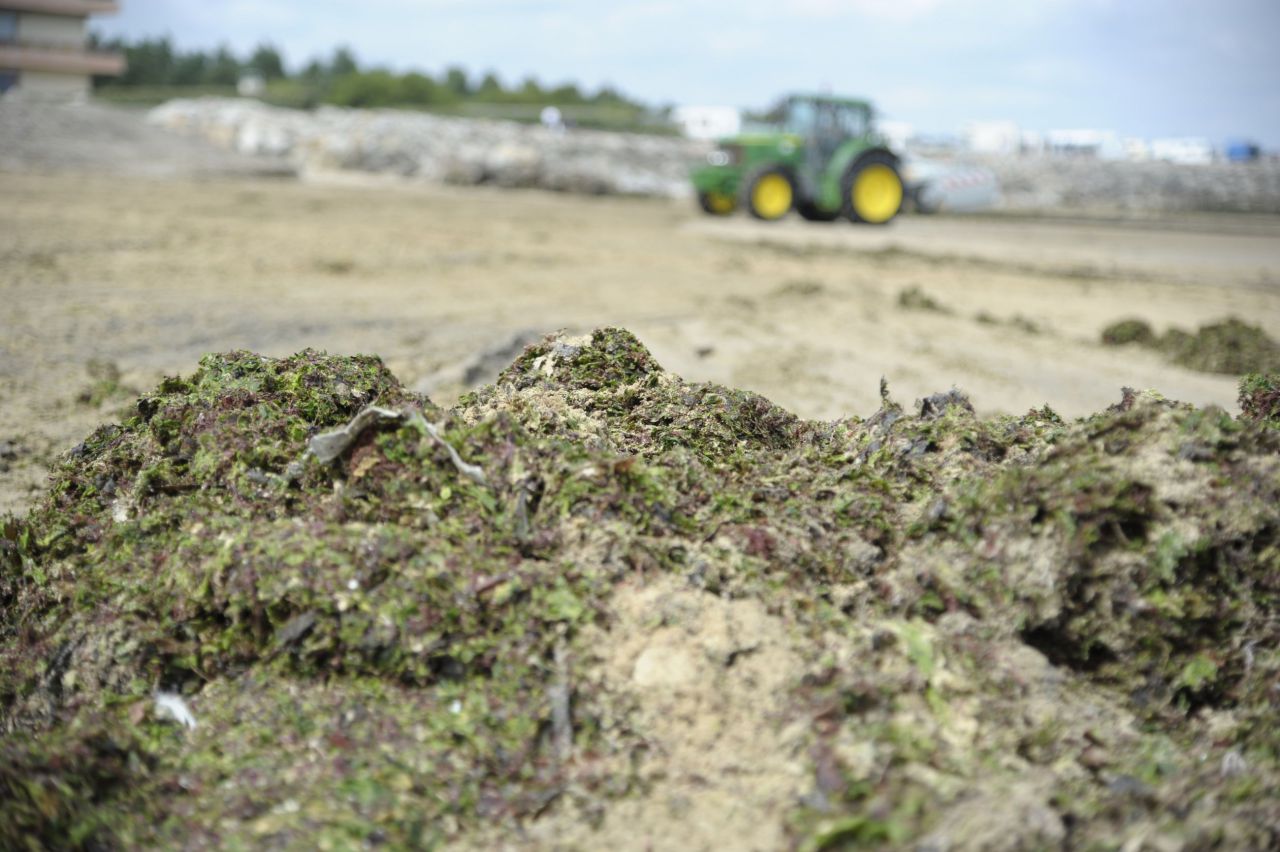 Baie de Saint-Brieuc : déjà des plages fermées à cause des algues vertes 