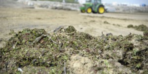 Baie de Saint-Brieuc : déjà des plages fermées à cause des algues vertes 