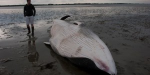 Une baleine affamée s'échoue sur une plage de Normandie 