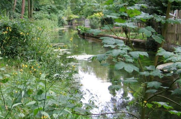 Essonne : à Dannemois, les poissons meurent par dizaines dans la rivière l’Ecole