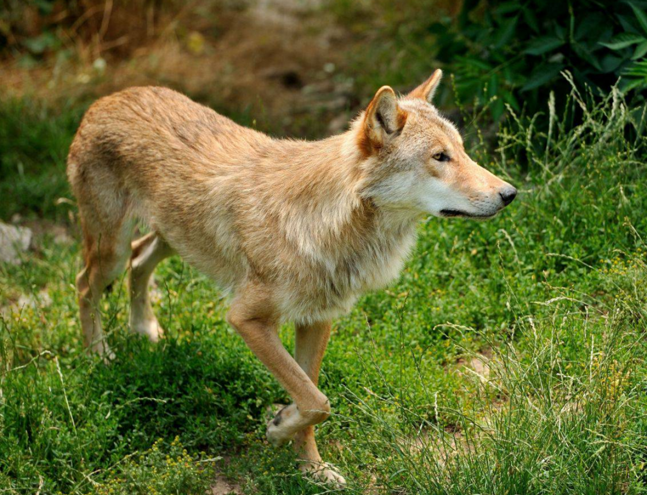 Hérault : pourchassée par un loup, la bergère a «cru finir comme les brebis»