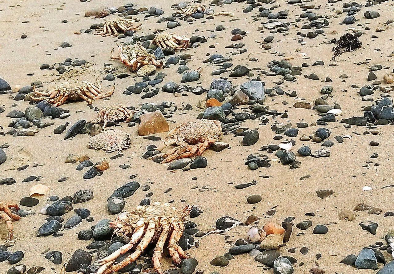 Invasion d'araignées de mer en Bretagne