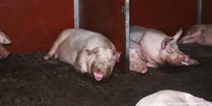 L'association L214 met en cause deux nouveaux élevages de porcs en Bretagne