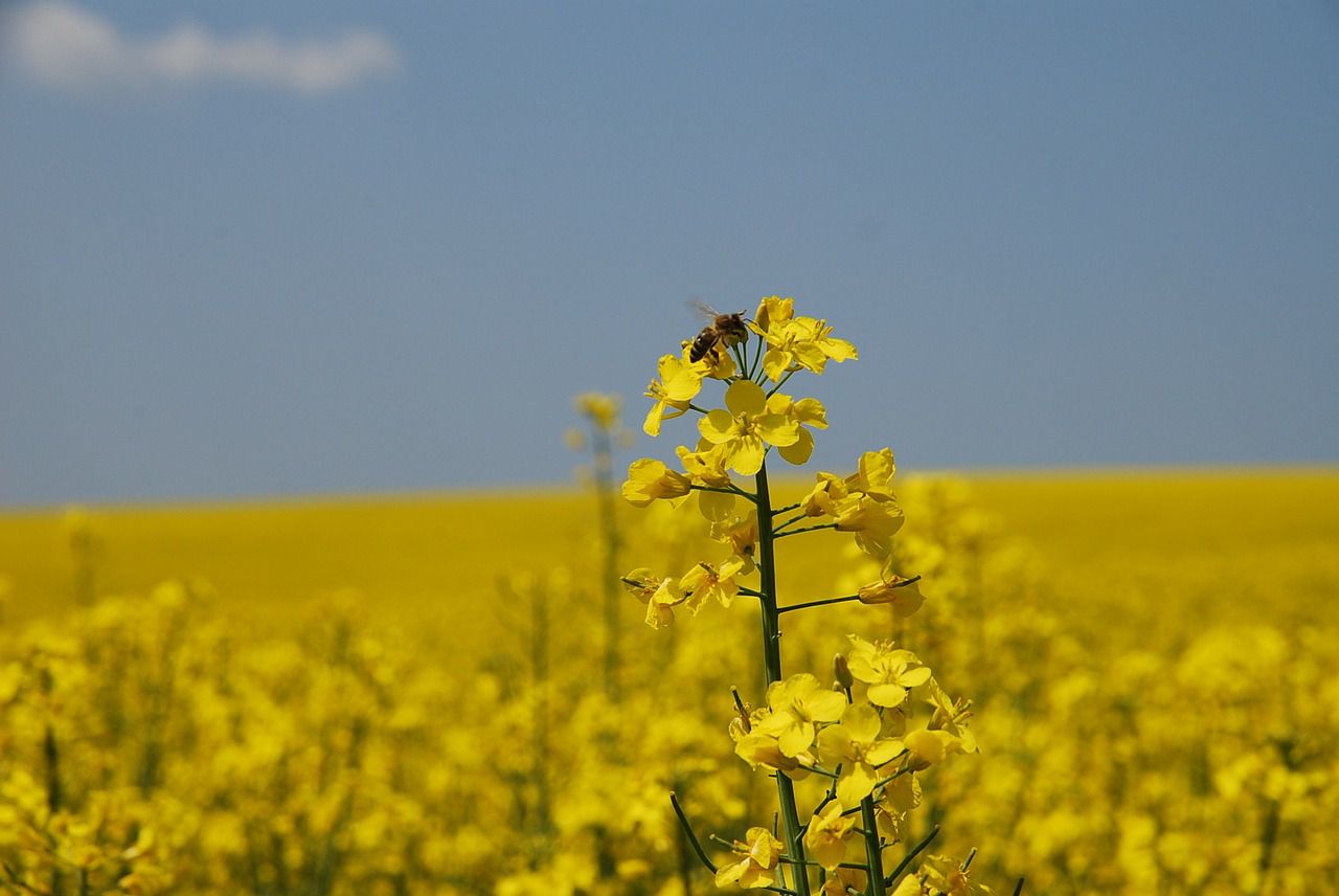 Néonicotinoïdes : tout savoir sur ces pesticides tueurs d'abeilles 