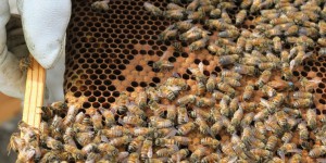 Les néonicotinoïdes tueurs d'abeilles pourraient de nouveau être autorisés