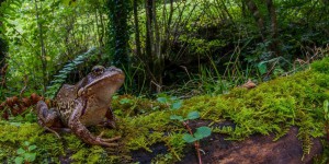 Occitanie : hécatombe chez les grenouilles des Pyrénées