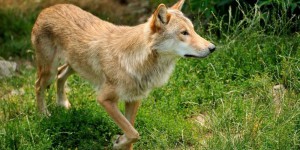 Paris : des manifestants demandent l'interdiction des abattages de loups