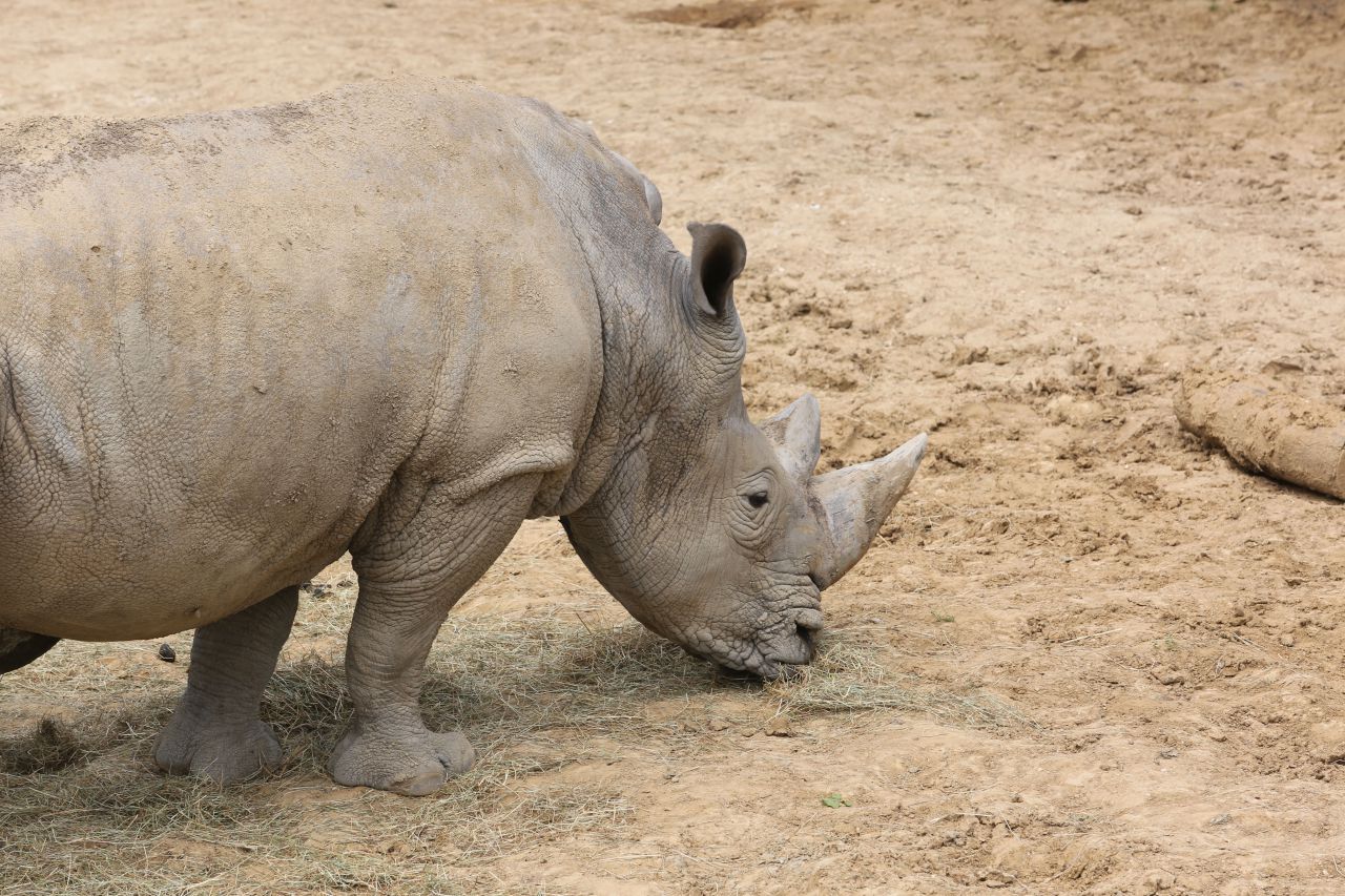 Un rhinocéros tue un spécialiste de la protection de l'espèce au Rwanda