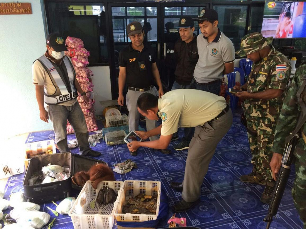 Thaïlande : des bébés orangs-outans et des tortues sauvés de la contrebande