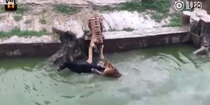 VIDEO. Chine : mécontents, les investisseurs d'un zoo jettent un âne aux tigres