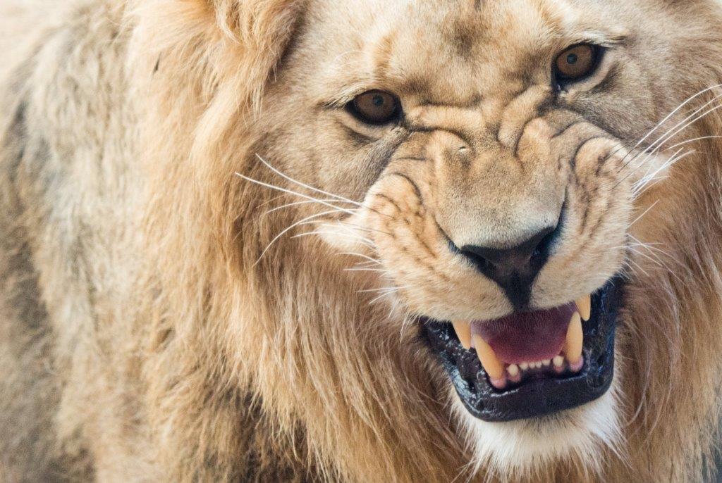Afrique du Sud : alerte près du parc Kruger, quatre lions en cavale