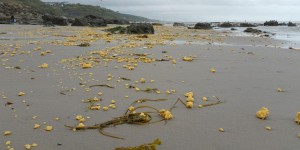 Pas-de-Calais : les boulettes jaunes sur la Côte d'Opale sont «sans danger» 