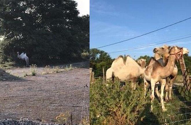 Les quatre chameaux fugitifs du Val-d'Oise retrouvés dans le département de l'Oise