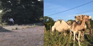 Les quatre chameaux fugitifs du Val-d'Oise retrouvés dans le département de l'Oise