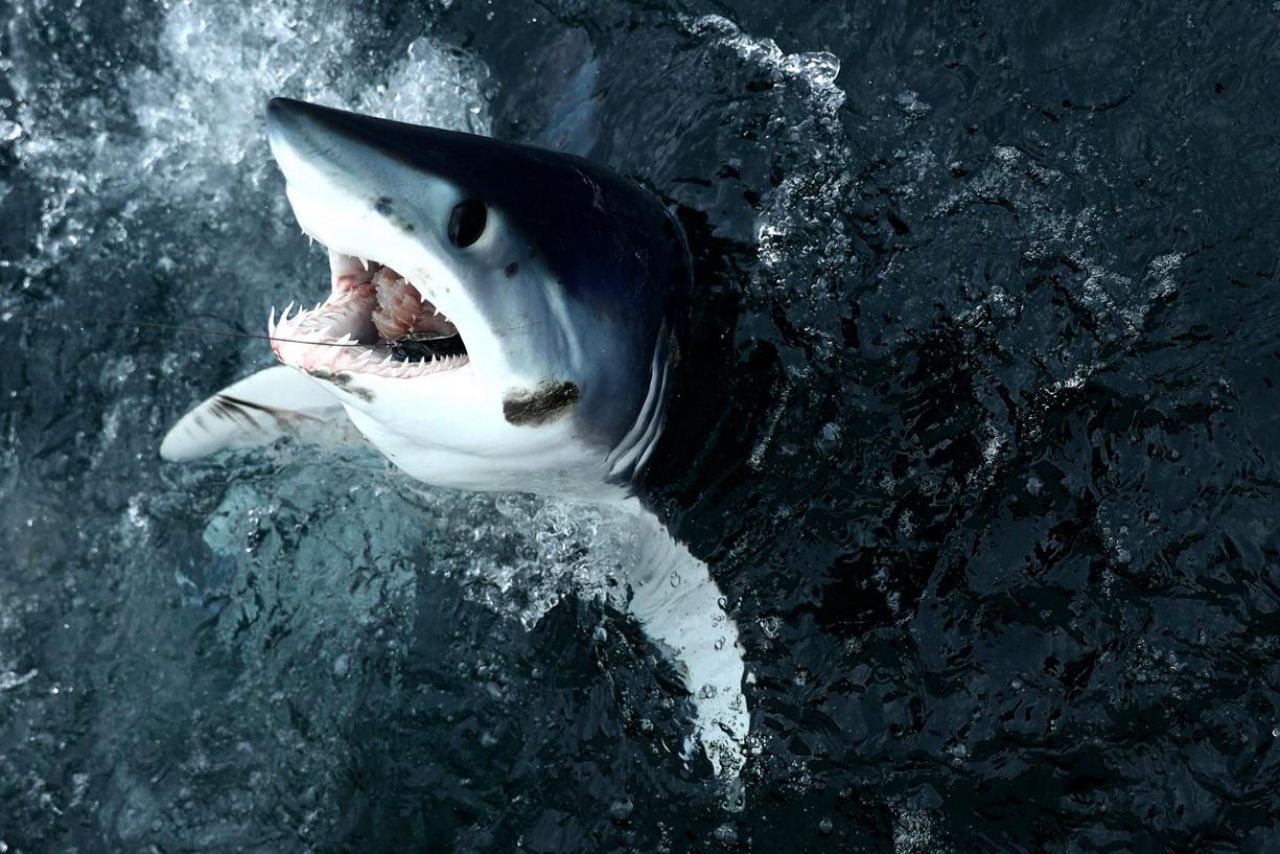 Etats-Unis : un tournoi de pêche aux ... «requins monstres»