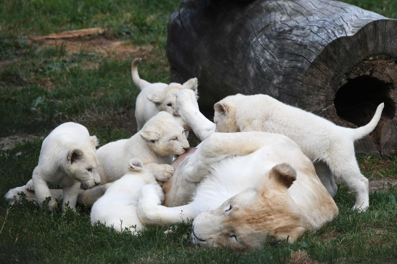 Une exceptionnelle portée de cinq lions blancs