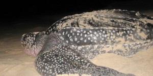 Gironde : une tortue luth de 300 kilos retrouvée morte sur une plage 