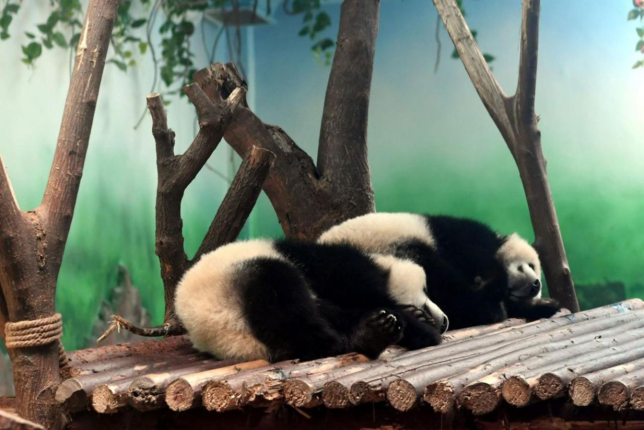 Des images de pandas maltraités choquent les internautes chinois
