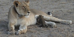 Une lionne élève un bébé léopard en Tanzanie, «un événement unique»