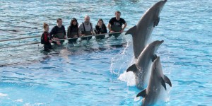 Marineland se rebiffe contre l'interdiction de reproduction des dauphins en captivité