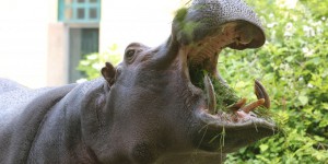La probable plus vieille hippopotame en captivité est morte à 65 ans